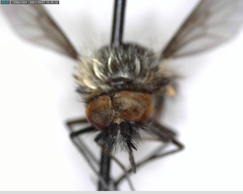 iNaturalist observation photo of Conophorus