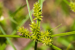 Cyperus pallidicolor