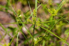Cyperus pallidicolor
