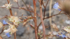 Eriastrum sapphirinum sapphirinum