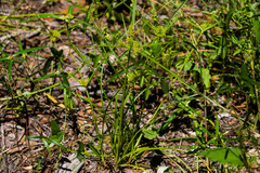 Cyperus pallidicolor