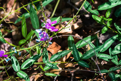 Desmodium batocaulon