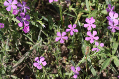 Phlox cuspidata