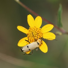 Chauliognathus misellus