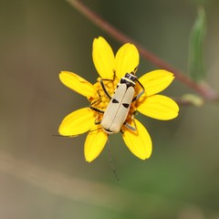 Chauliognathus misellus