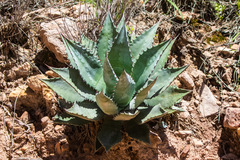 Agave shrevei
