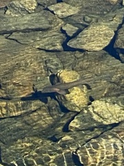 Oncorhynchus clarkii