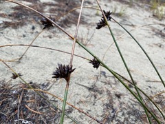 Juncus breweri