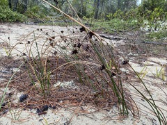Juncus breweri