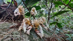 Stanhopea oculata