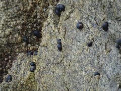 Nerita scabricosta