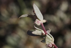 Atriplex coulteri