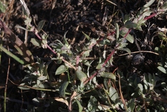 Atriplex coulteri