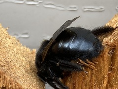 Xylocopa sonorina