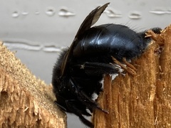 Xylocopa sonorina