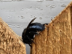 Xylocopa sonorina