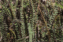 Astrolepis windhamii