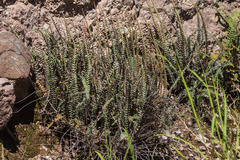 Astrolepis windhamii