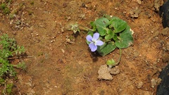 Viola nannei