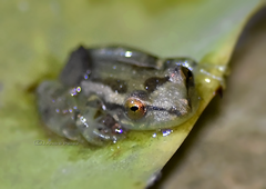 Scinax crospedospilus