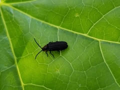 Eropterus trilineatus