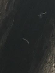 Taphozous perforatus