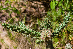 Cylindropuntia thurberi