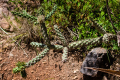 Cylindropuntia thurberi