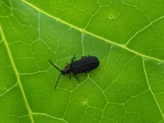 Eropterus trilineatus