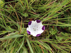 Nemophila maculata