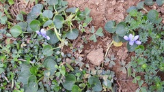 Viola nannei