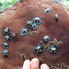 Eumorphus marginatus