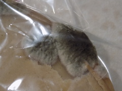 Penicillium chrysogenum