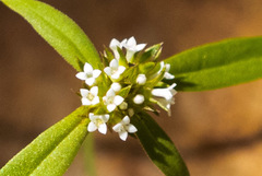 Mitracarpus breviflorus