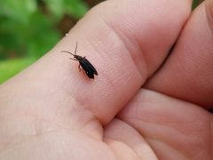 Eropterus trilineatus