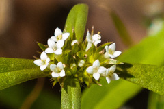 Mitracarpus breviflorus