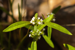 Mitracarpus breviflorus