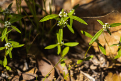 Mitracarpus breviflorus