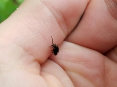 Eropterus trilineatus