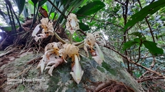 Stanhopea oculata