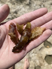 Sargassum aquifolium