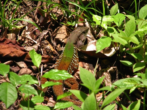 Holcosus hartwegi