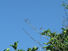 Brachymesia