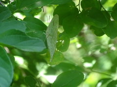 Phoebis neocypris virgo