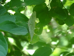 Phoebis neocypris virgo