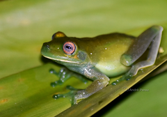 Aplastodiscus leucopygius