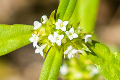 Mitracarpus breviflorus