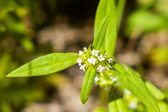 Mitracarpus breviflorus
