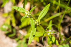 Mitracarpus breviflorus