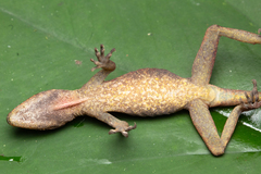 Anolis cymbops